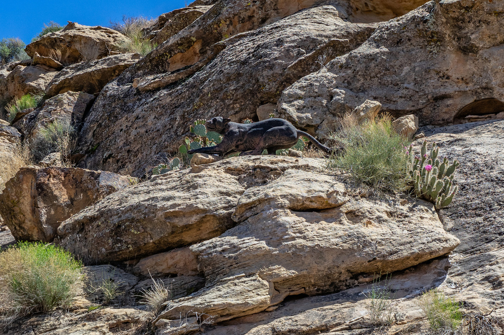 1140 E FORT PIERCE DR #6 St George, UT 84790