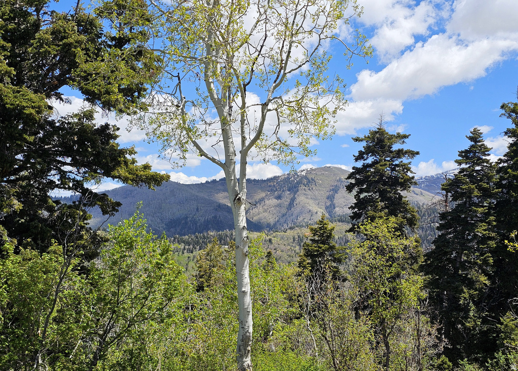 27  PINE RIDGE RD Mt Pleasant, UT 84647