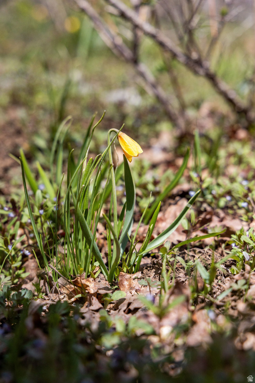 2664 S IROQUOIS LOOP Wanship, UT 84017