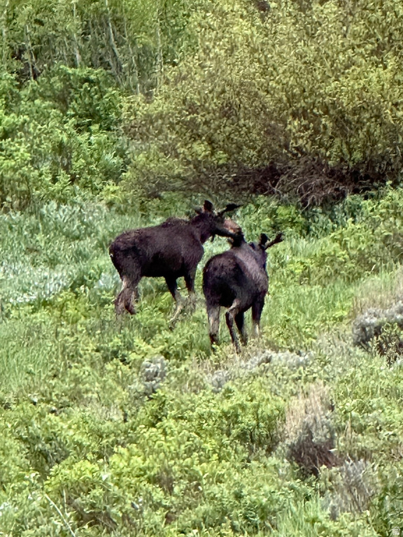 5762  ASPEN WAY Huntsville, UT 84317