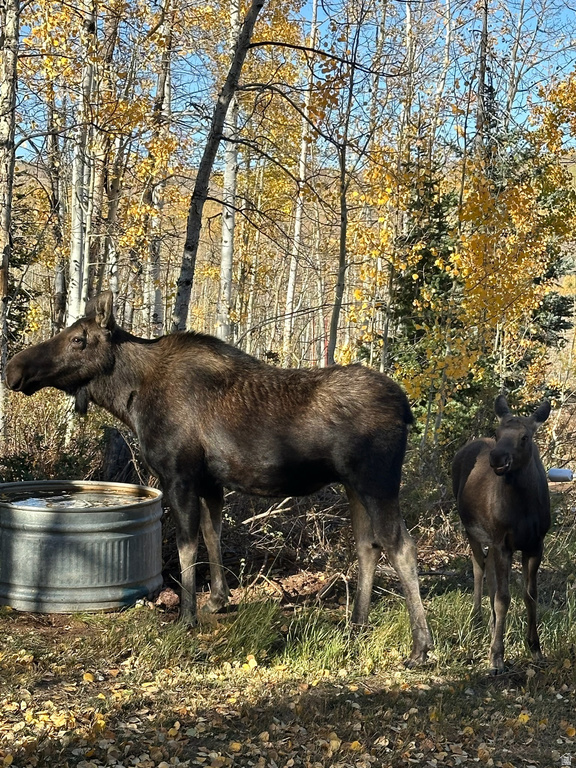 5762  ASPEN WAY Huntsville, UT 84317