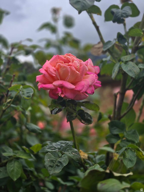 1358 CROSS ST Ogden, UT 84404