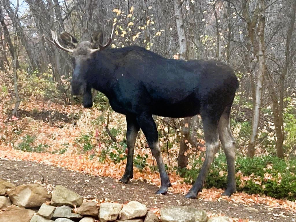 26 BIRCH CREEK DR #D26&28 Fairview, UT 84629