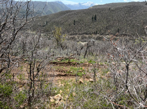 10 E SPRING MOUNTAIN DR Springville, UT 84663