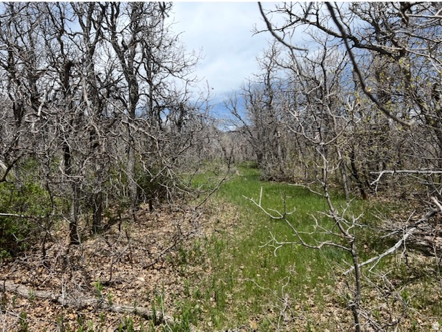 10 E SPRING MOUNTAIN DR Springville, UT 84663