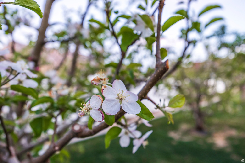 4739 W SNOWFLAKE DR Highland, UT 84003