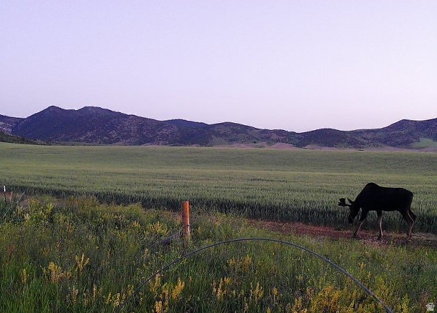  Grace, ID 83241