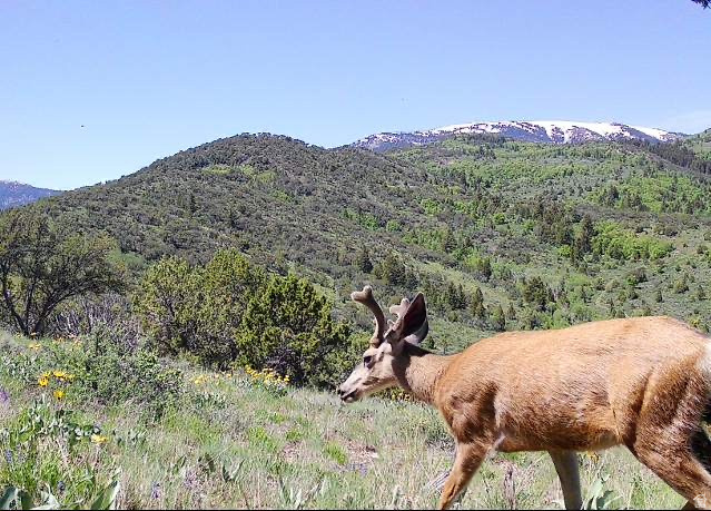  Grace, ID 83241