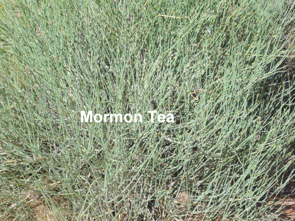 251 N THOMPSON RD Thompson, UT 84540