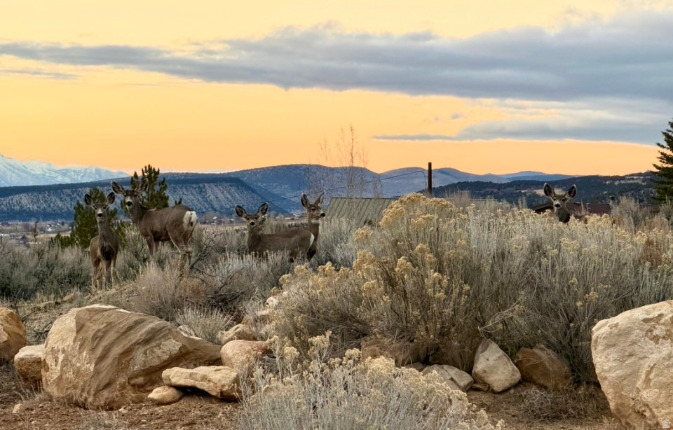 22498 N 12320 E #B58 Fairview, UT 84629