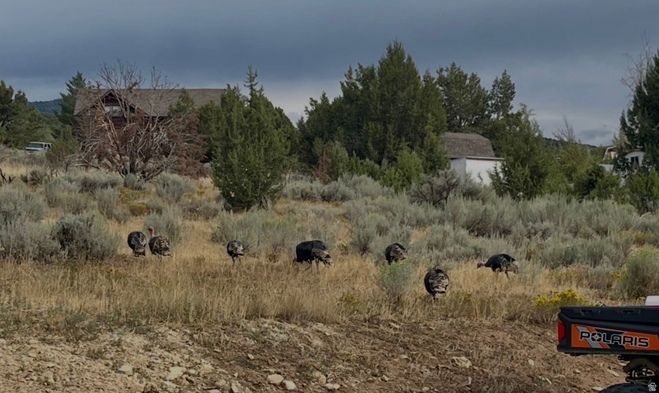 22498 N 12320 E #B58 Fairview, UT 84629