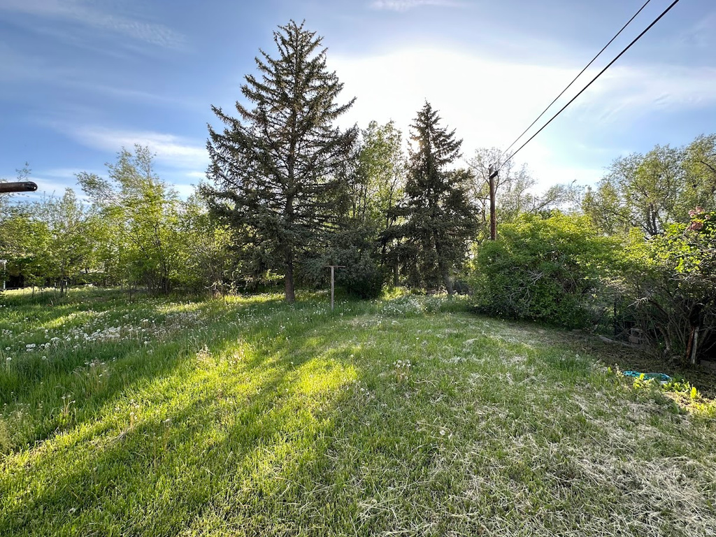 Expansive grassy area with mature evergreen trees and various deciduous plantings