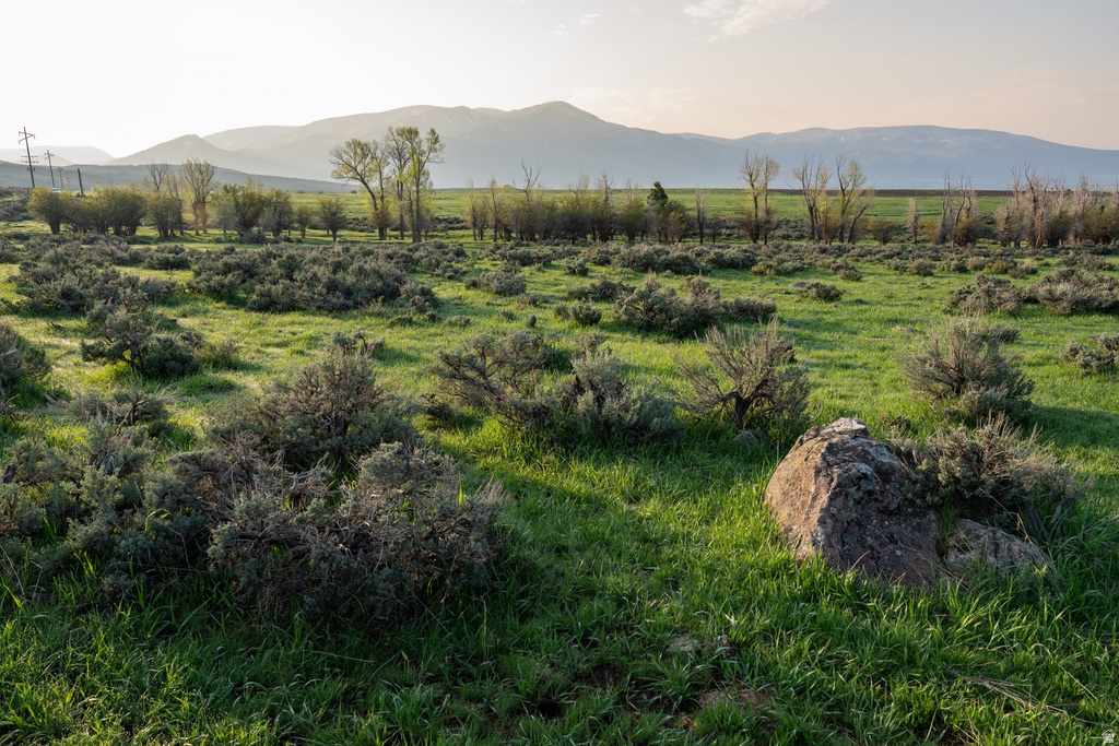 Expansive open landscape featuring green ground cover and scattered shrubs