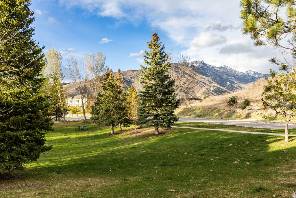 Expansive green space featuring mature evergreen trees and a paved pathway