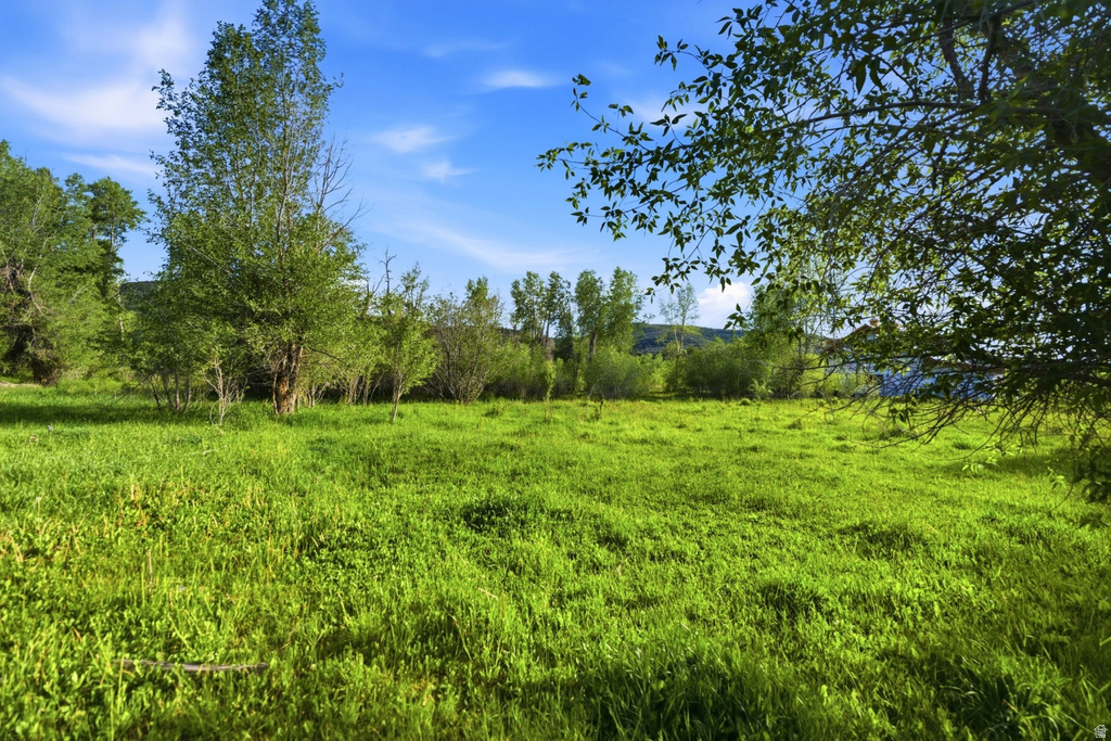 Expansive verdant field bordered by mature trees and shrubs