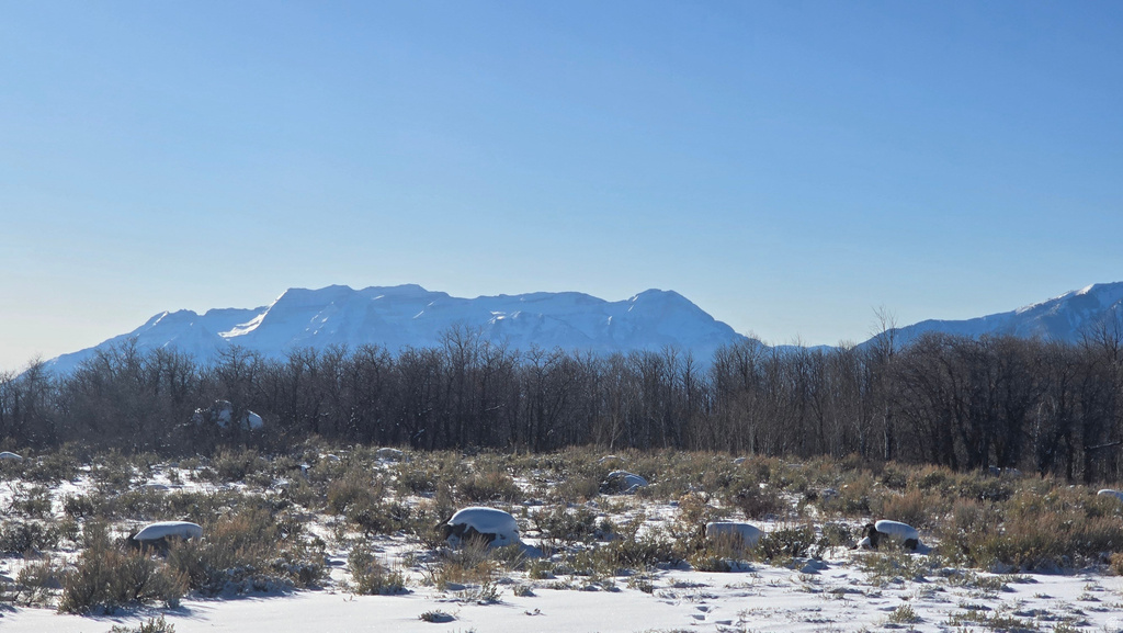 Snow-dusted landscape featuring a clear blue sky, distant snow-capped mountains, a dense line of deciduous trees, and low-lying shrubs