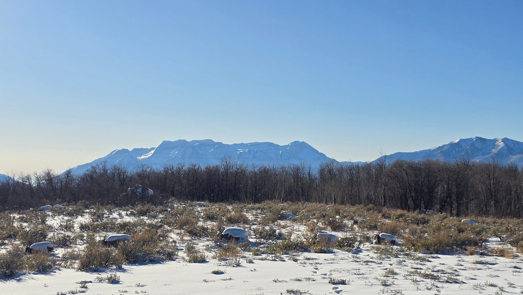 Expansive open land featuring snow-dusted terrain, natural shrubbery, and a dense treeline