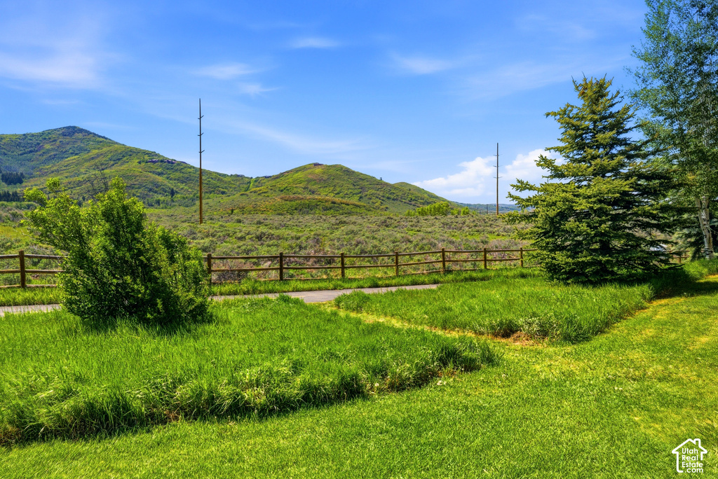 Lush green lawn with a natural shrub and evergreen tree