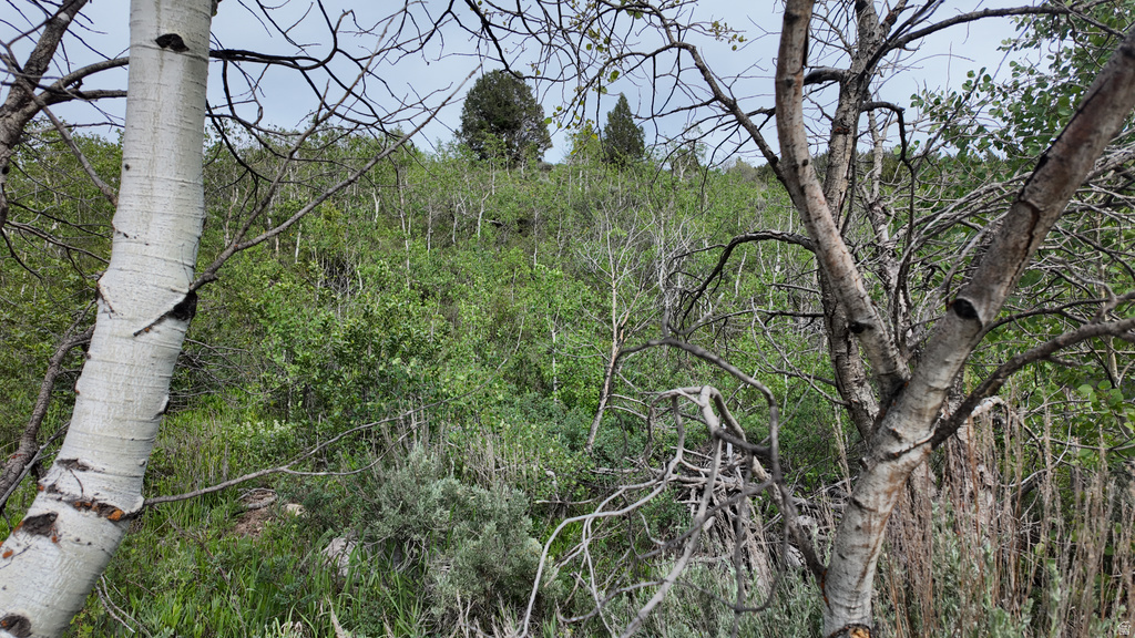Wooded hillside with varied deciduous trees and shrubbery