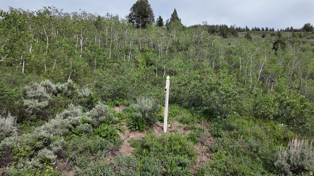 Sloping terrain featuring a mix of deciduous and evergreen trees