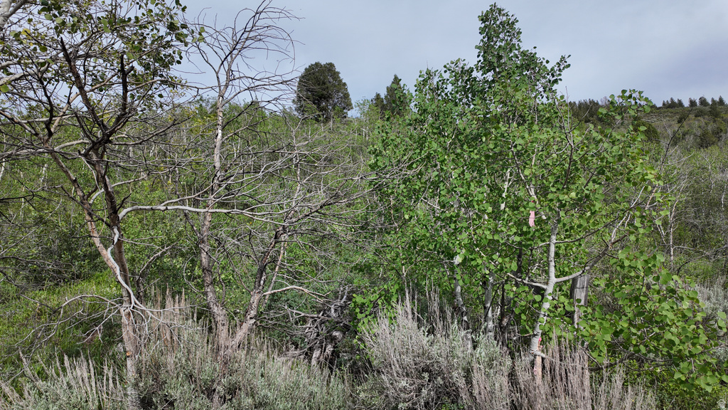 Wooded hillside property featuring diverse tree species and abundant natural vegetation