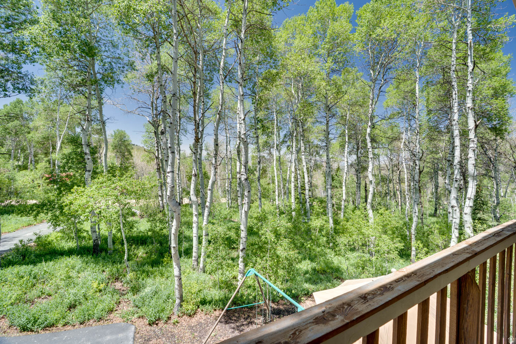 Expansive wooded landscape featuring mature deciduous trees with white bark and verdant foliage