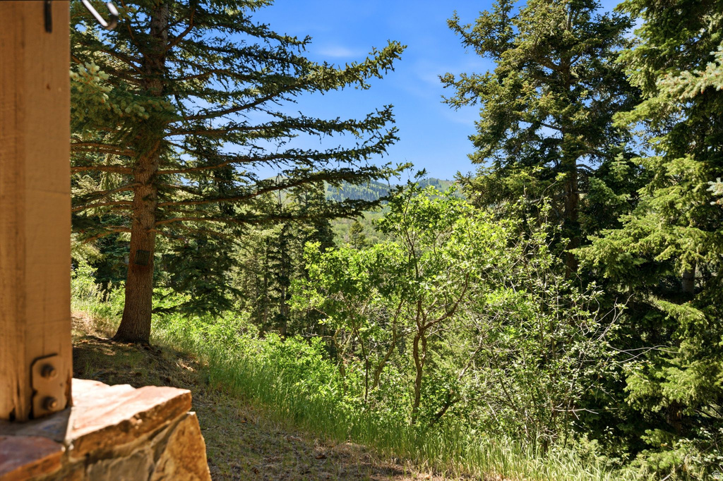 Expansive natural surroundings featuring mature evergreen trees and varied deciduous foliage