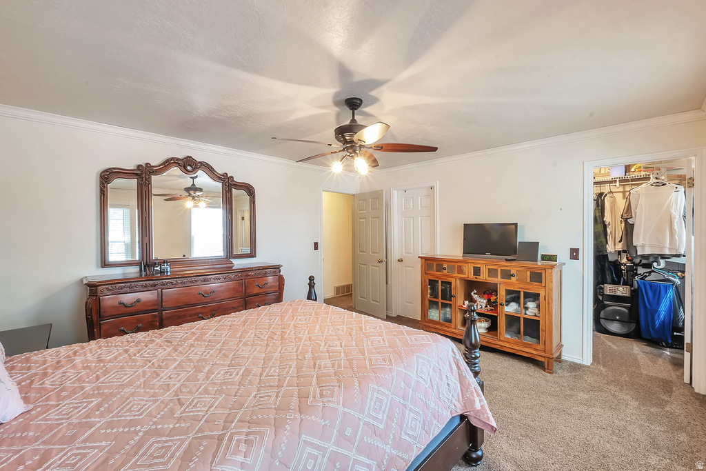 Carpeted room featuring white walls with crown molding, a ceiling fan with light fixture, and a walk-in closet with built-in shelving