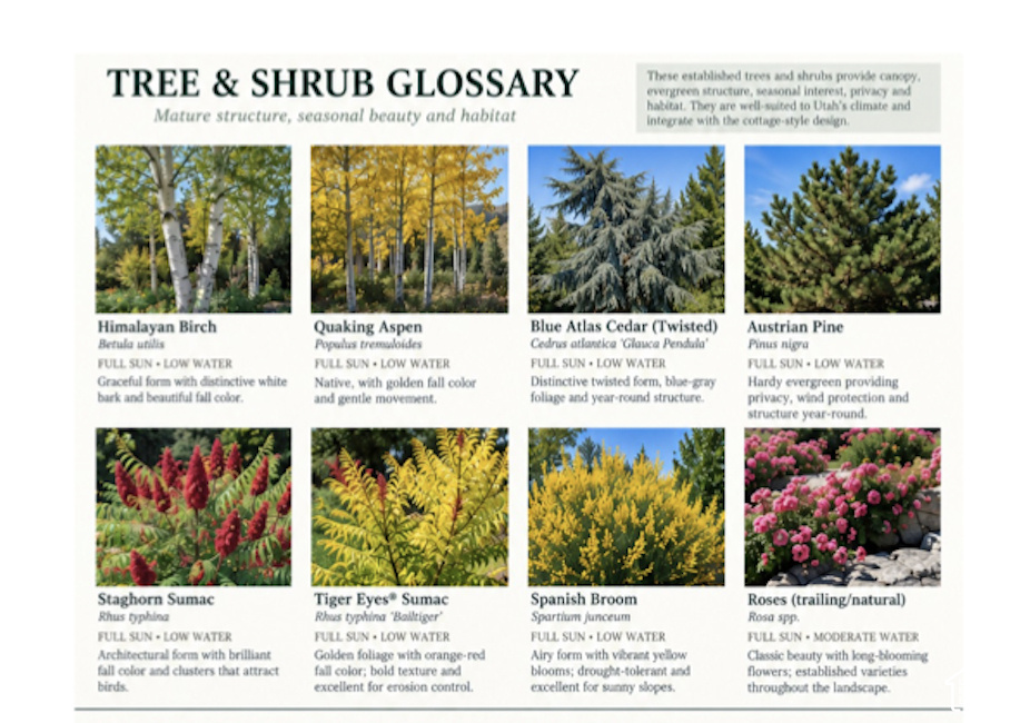 Tree & Shrub Glossary. Providing details on various plant species, their characteristics, and suitability for the property