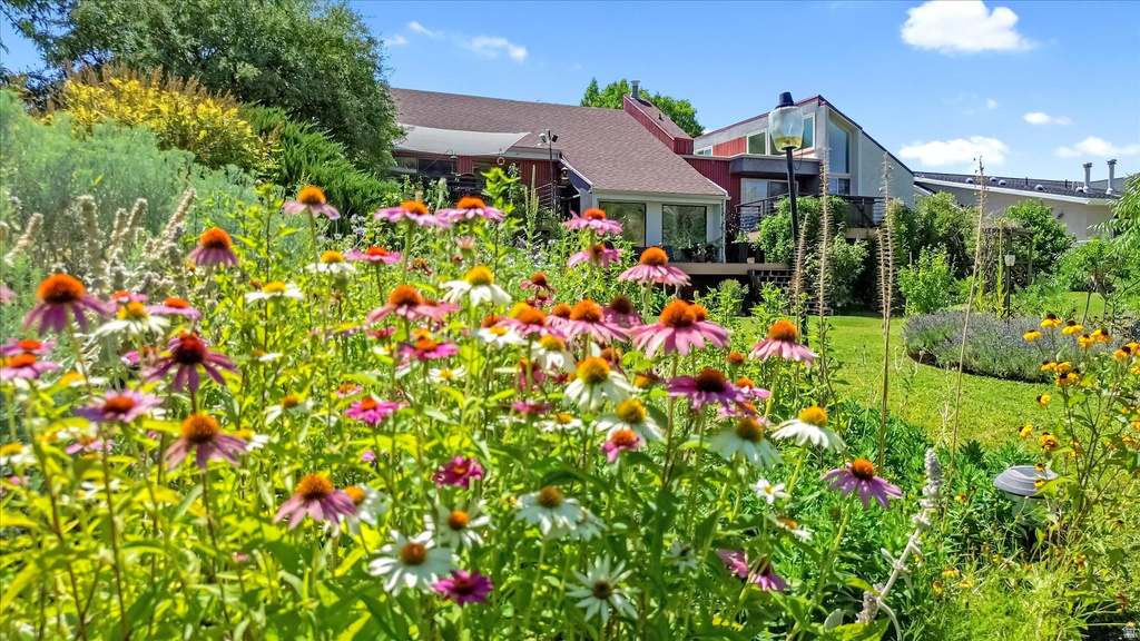 Vibrant perennial garden with various flowering plants, including purple coneflowers and white daisies