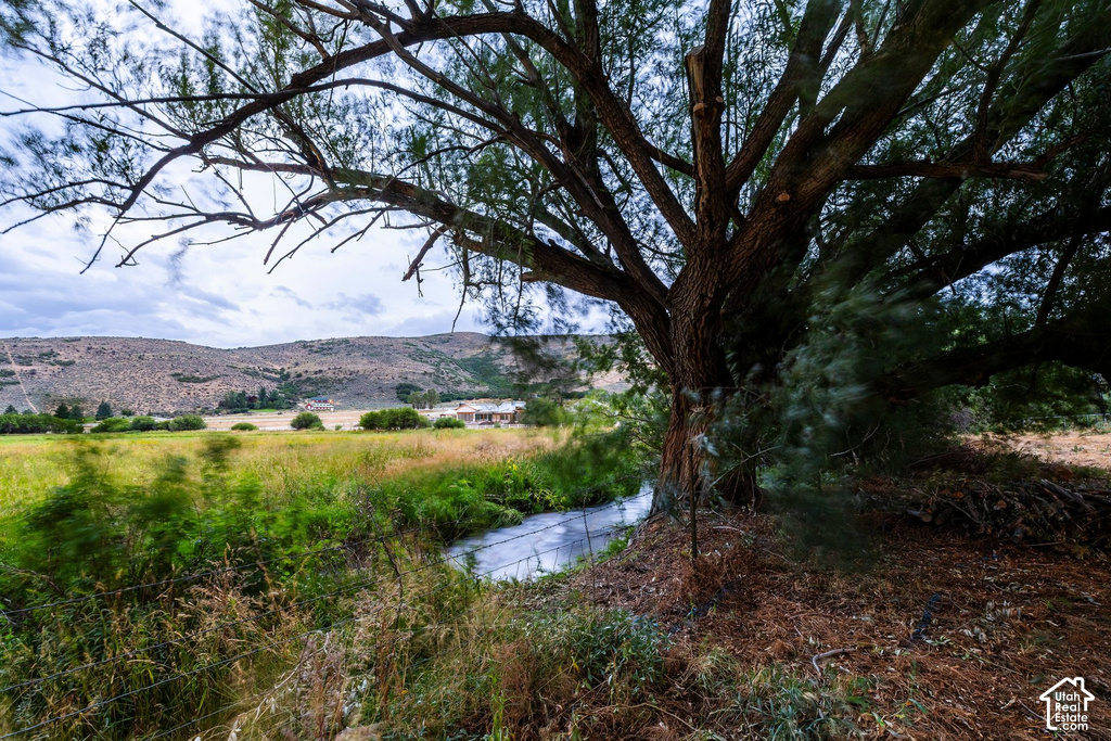 Mature tree with extensive branches providing natural shade