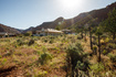 Photo 4 for 444 E Ladera Ln