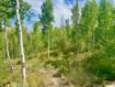 Photo 4 for 10445 E Lake Pines Dr