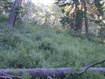 Photo 6 for 1709  Pine Loop Rd
