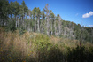 Photo 2 for 2481  Forest Meadow Rd