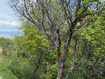 Photo 1 for 1517 S Mahogany Dr