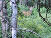 Photo 4 for 63 E Deer Valley Dr