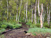 Photo 4 for 10452 N Basin Canyon Rd