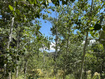 Photo 4 for 1968  Elk