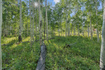 Photo 6 for 3949 N Blue Spruce Dr