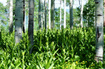 Photo 6 for 5784  Aspen Way