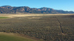 Photo 6 for 310  Acres