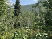 Photo 5 for 135  J Quaking Aspen Dr
