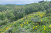 Photo 5 for 6000  Old Snow Basin Rd