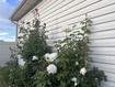 Photo 4 for 501 W 670 N