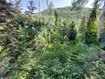 Photo 5 for 819 North Fork Rd