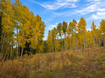 Photo 4 for 12490 E Old Stage Rd
