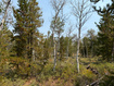 Photo 3 for 4913 Pinecrest Rd