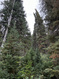 Photo 2 for 550 Red Fir Way