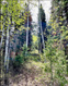 Photo 1 for 550  Red Fir Way